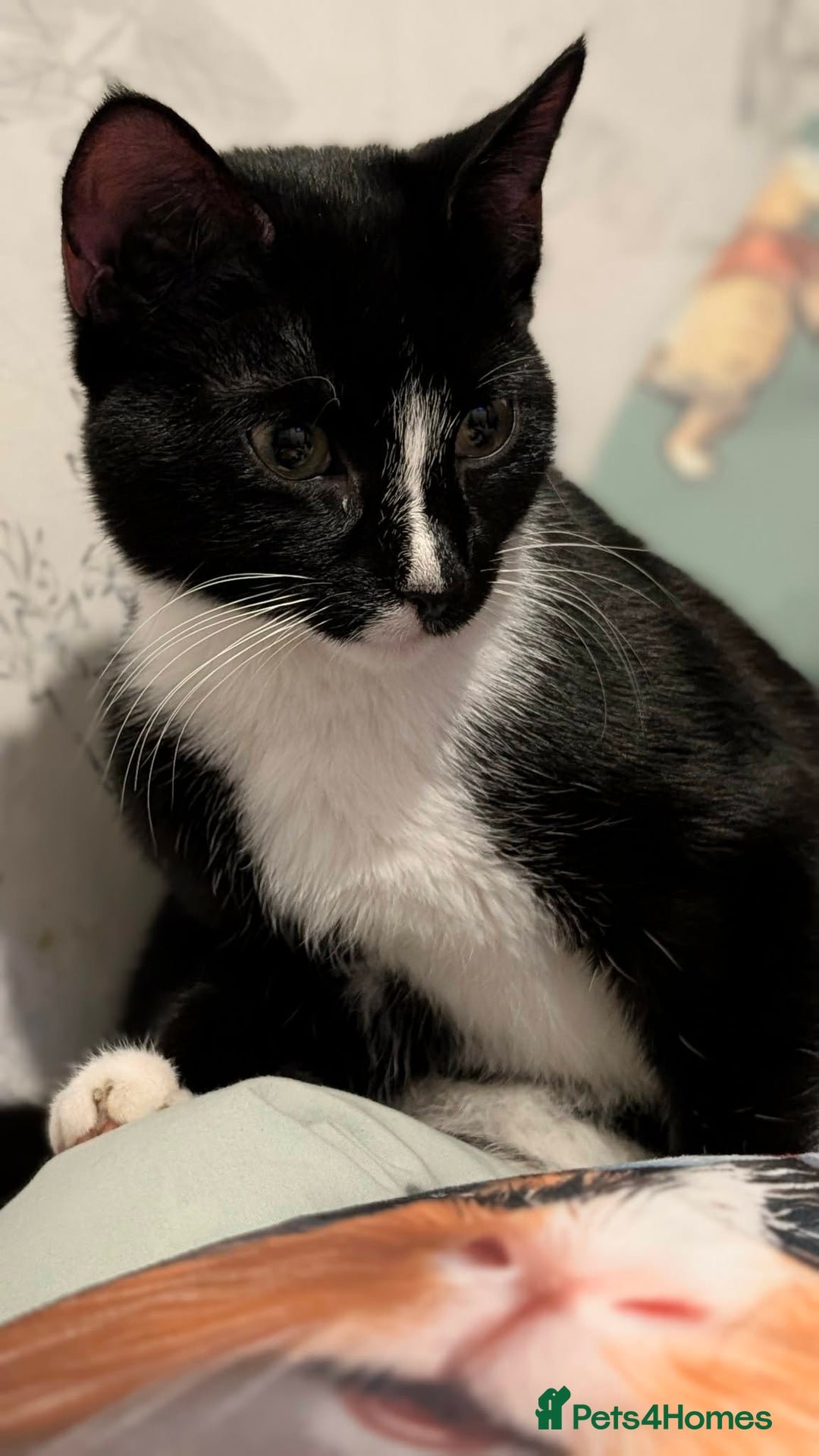 Mixed Breed cats for sale: kitten domestic short hair - Advert 3