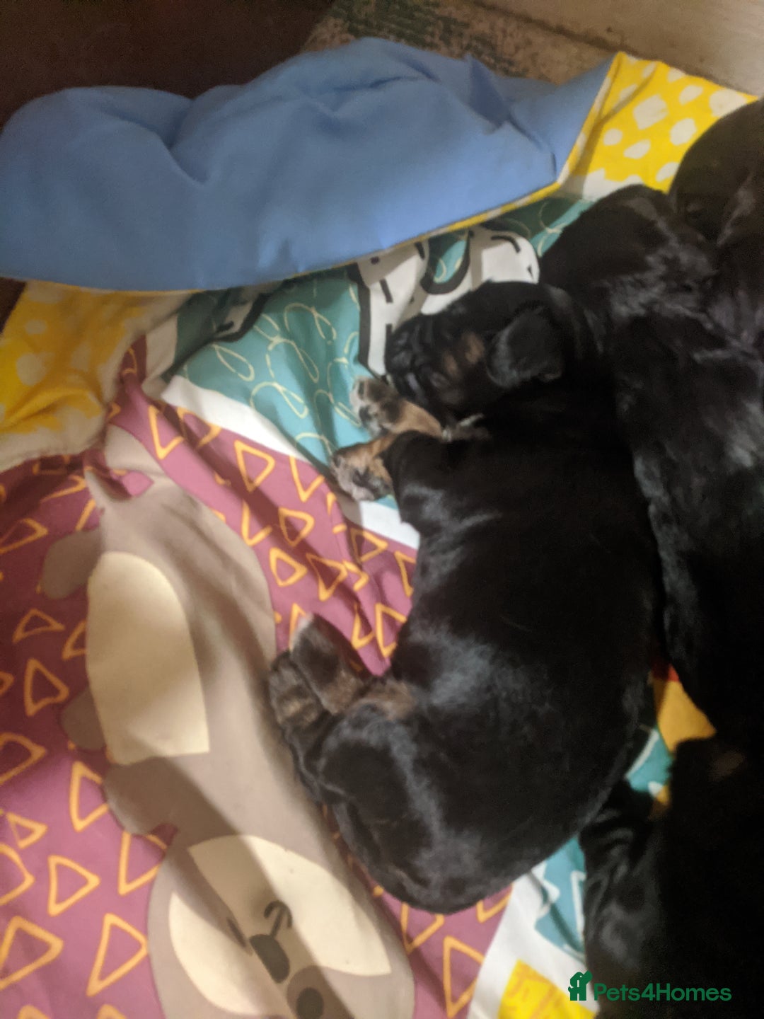Cocker Spaniel dogs for sale: 6 beautiful working cocker spaniels  - Image 3