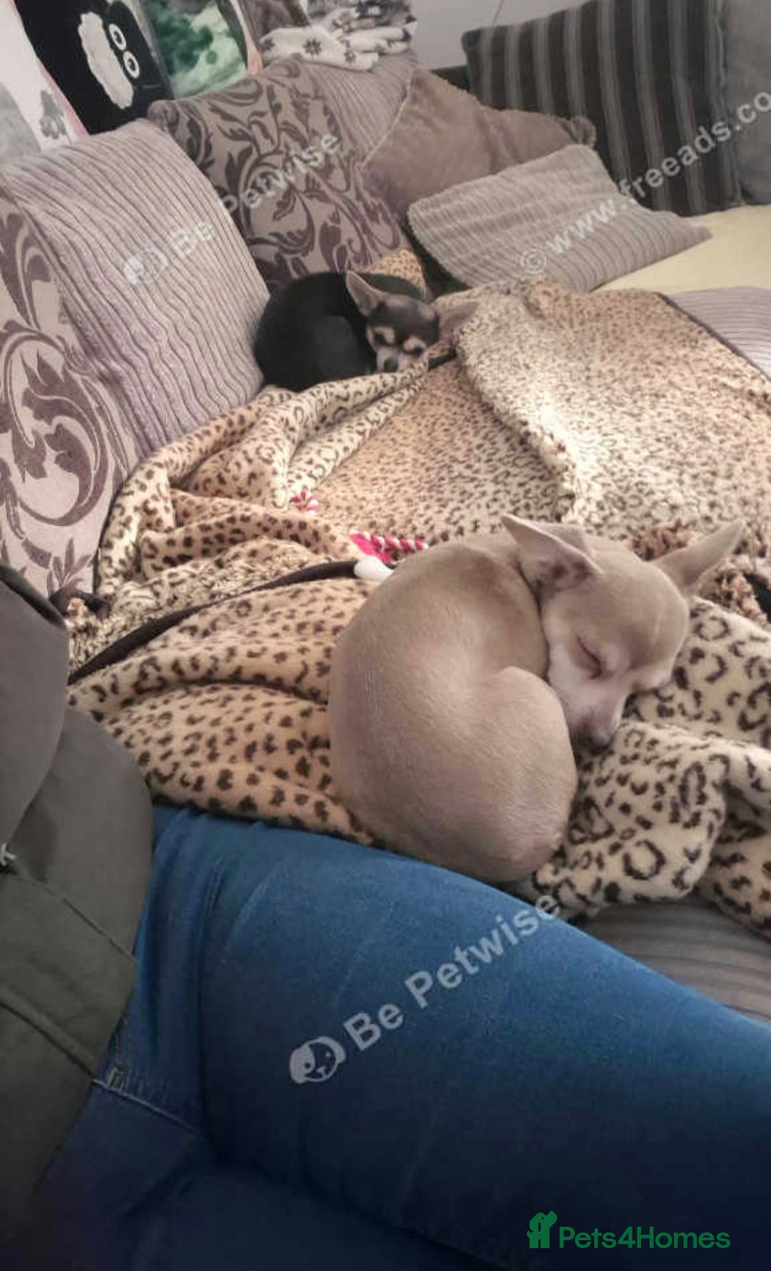 Chiweenie dogs for sale: Ellie 6 months old - Advert 2