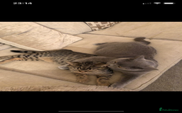 British Shorthair cats for sale: Mowgli and Millie - Image 1