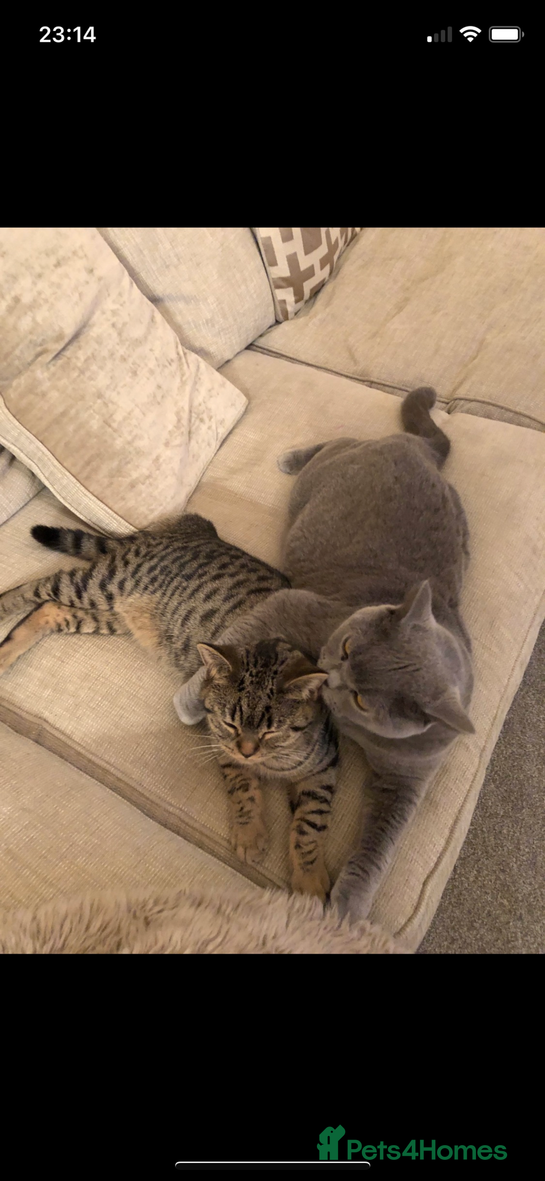 British Shorthair cats for sale: Mowgli and Millie - Image 1