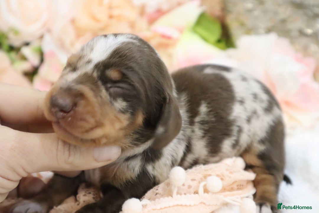 Miniature Dachshund dogs for sale: KC Miniature Dachshund Puppies - Image 22