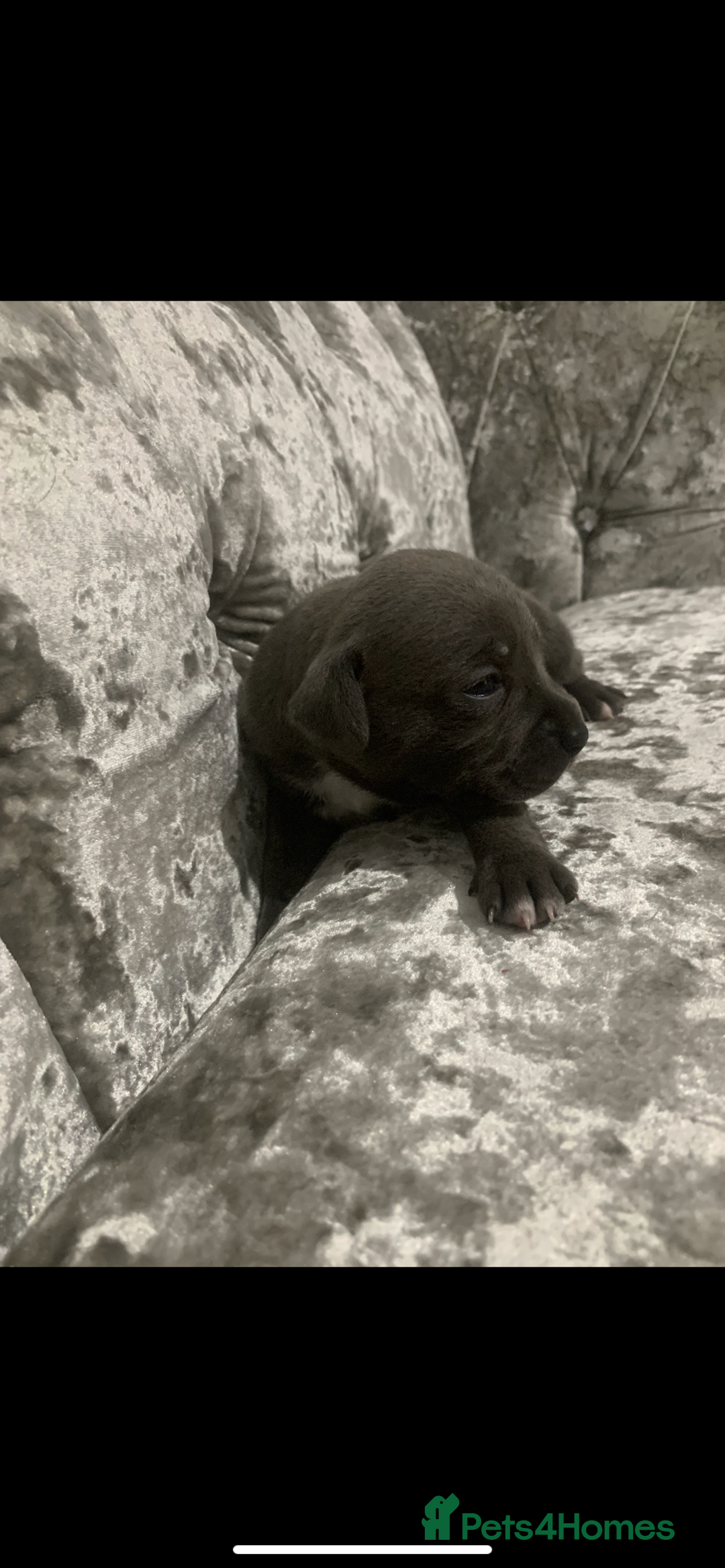 Staffordshire Bull Terrier dogs for sale: KC Reg Staffy Puppies Ready 3rd Dec - Image 6