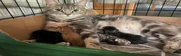 Mixed Breed cats for sale: Beautiful characterful kittens for sale. - Advert 2