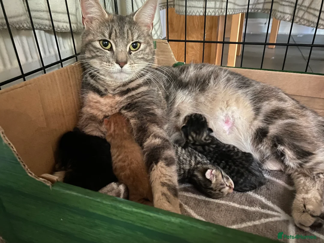 Mixed Breed cats for sale: Beautiful characterful kittens for sale. - Advert 2