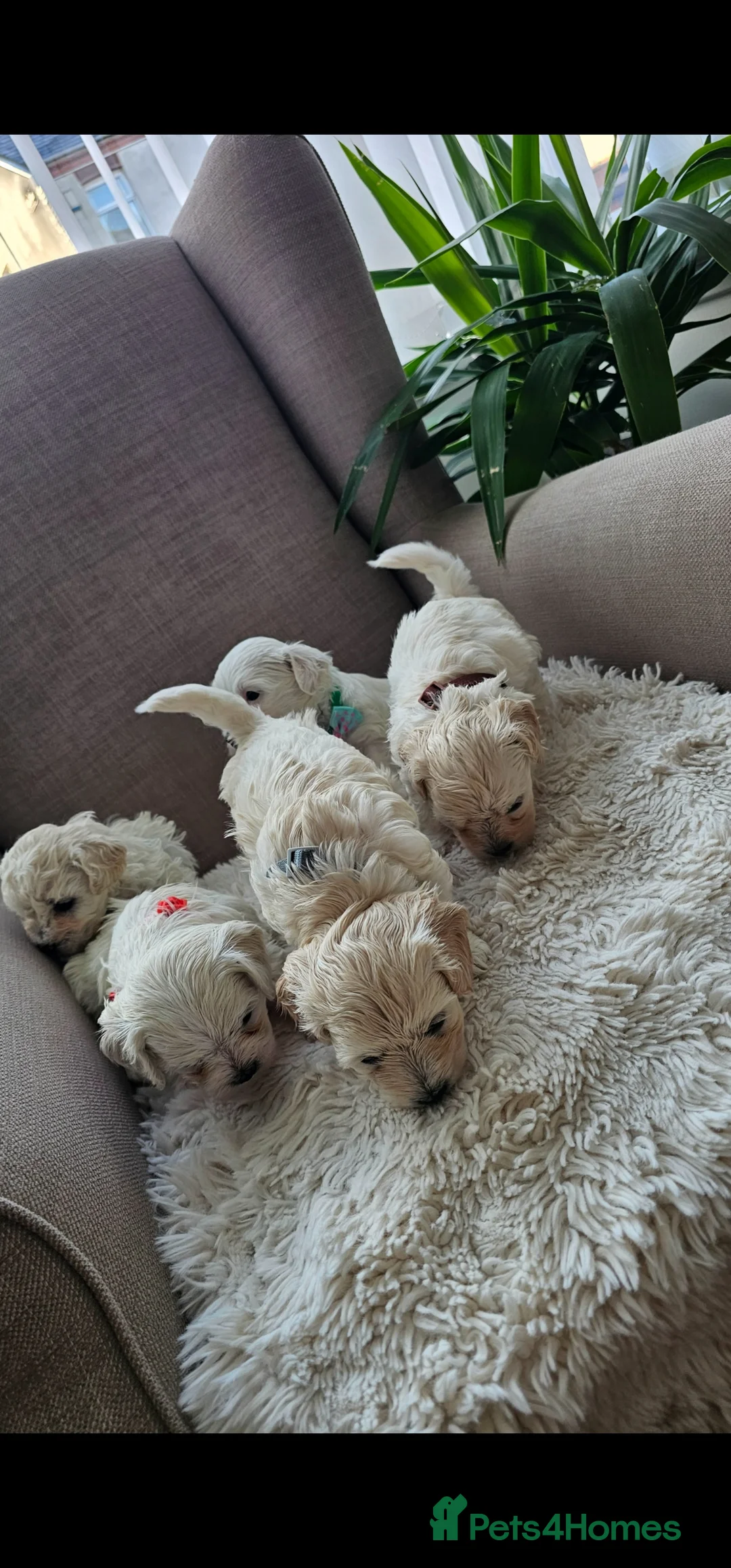 Bichon Frise dogs for sale: ♥️Fluffy Bichon Frise Puppies♥️ - Advert 12