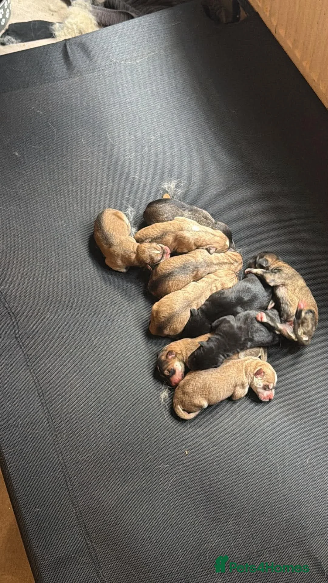 Mixed Breed dogs for sale: German Shepard x Dalmation Puppies  in Nottingham - Advert 2