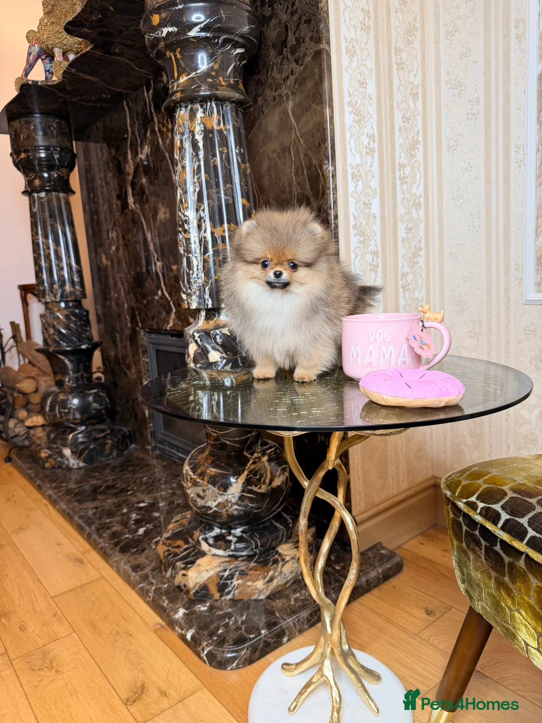 Pomeranian dogs for sale: Orange teddy bear type Pomeranian boy and girl - Advert 1