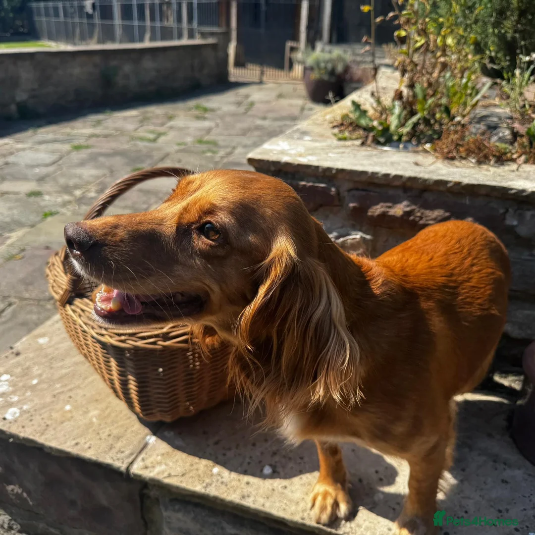 Cocker Spaniel dogs for sale: GORGEOUS GOLDEN HEALTH TESTED COCKER PUPPIES - Advert 2