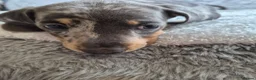 Miniature Dachshund dogs for sale: Miniature Dachshund puppies - Advert 21