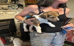 Mixed Breed dogs for sale: Tri-coloured Boy - Image 1