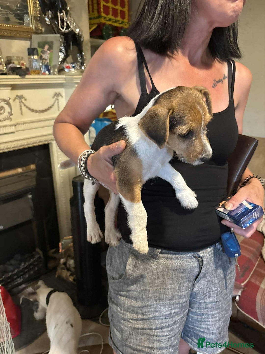 Mixed Breed dogs for sale: Tri-coloured Boy - Image 1