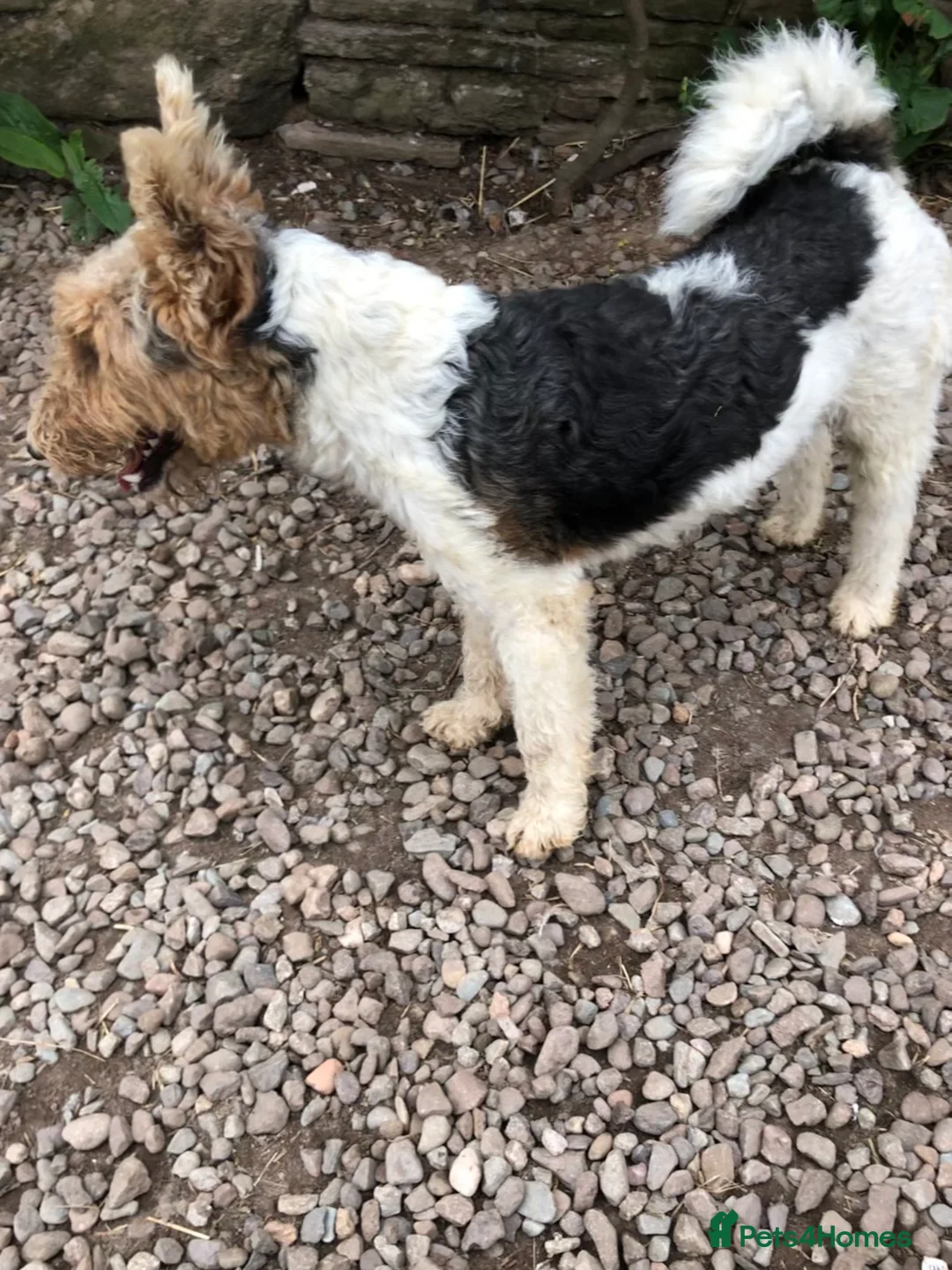 Fox Terrier dogs for stud: Wire Haired Fox Terrier for stud.  in Dunblane - Advert 5