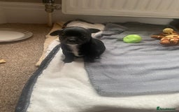 Chihuahua dogs for sale: Chihuahua - Full breed puppies - Image 4
