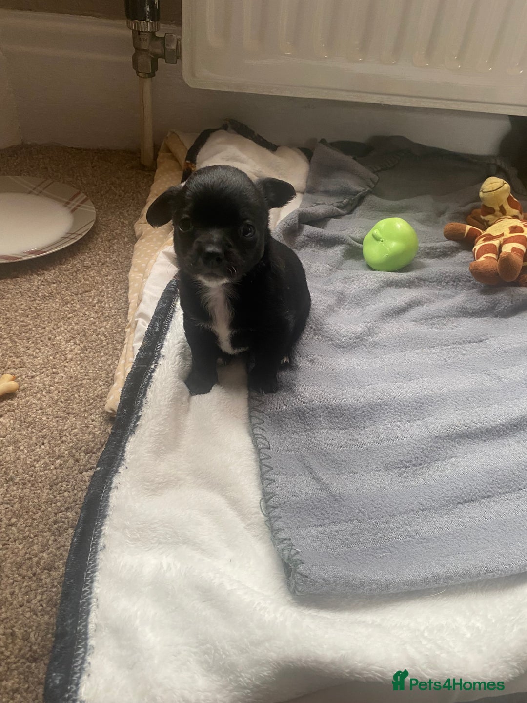 Chihuahua dogs for sale: Chihuahua - Full breed puppies - Image 4