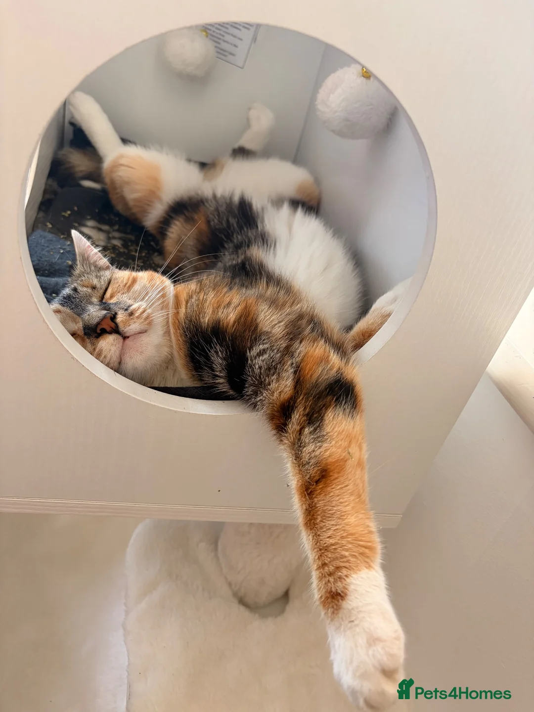Mixed Breed cats for sale: Beautiful Hattie for adoption  - Advert 1