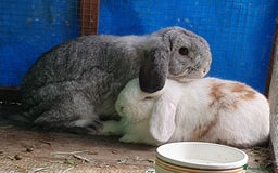 Mini Lop rabbits for sale: Spayed and neutered rabbits for adoption - Image 7