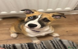 Mixed Breed dogs for sale: Staff x Husky Pup - Image 9