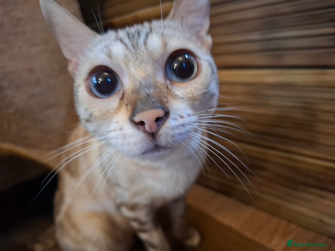 Bengal cats for sale: 🌟 Premium Bengal Tica Kittens – 5★Breeder 🌟 - Image 11