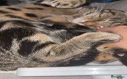British Shorthair cats for sale: Both together  - Image 7