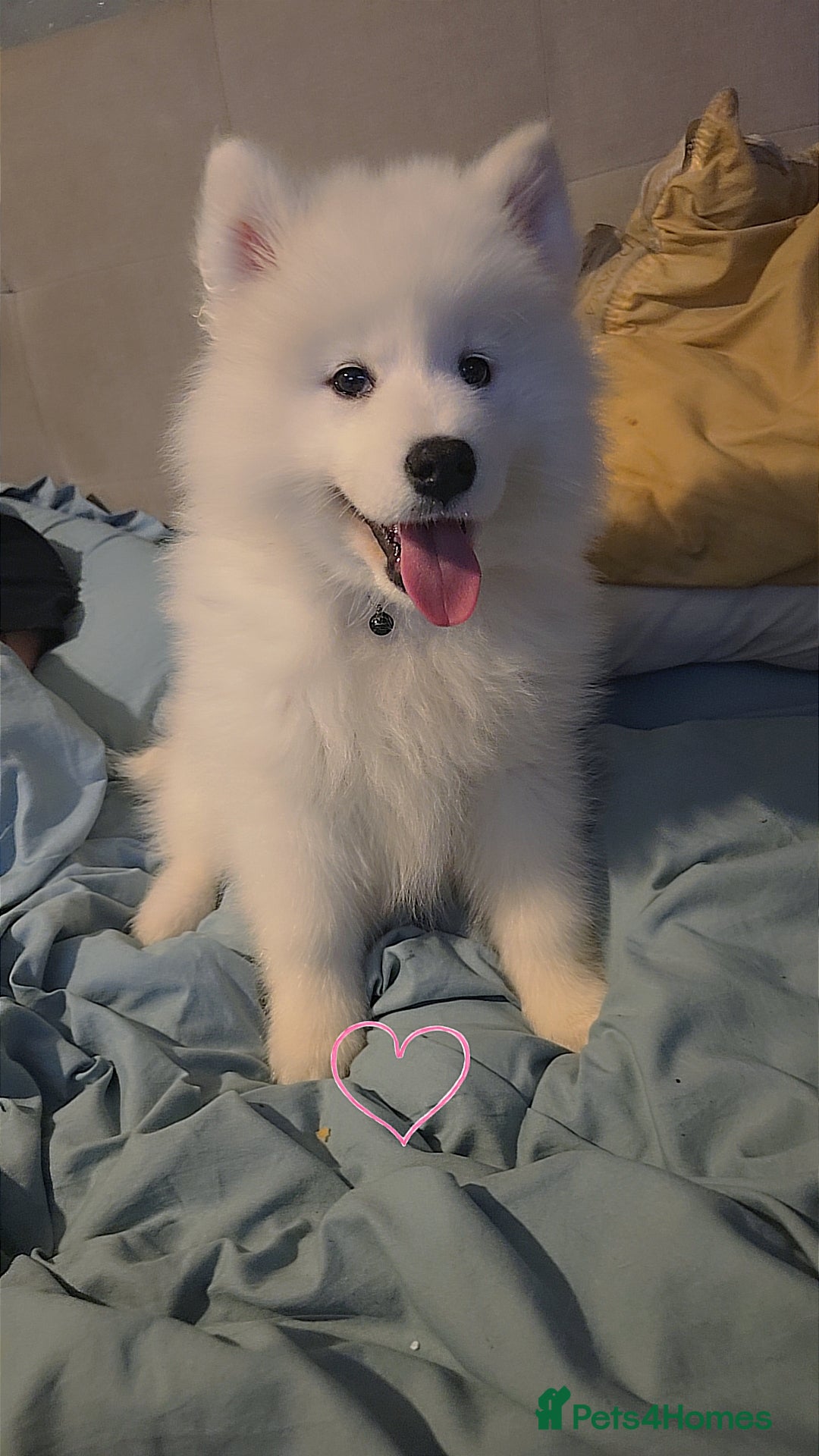 Samoyed dogs 1 samoyed girl left  - Advert 1