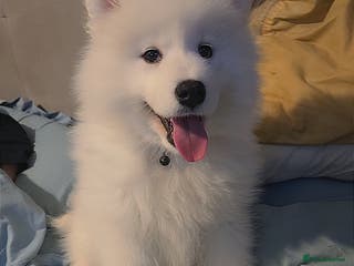 Samoyed dogs 1 samoyed girl left - Advert 2