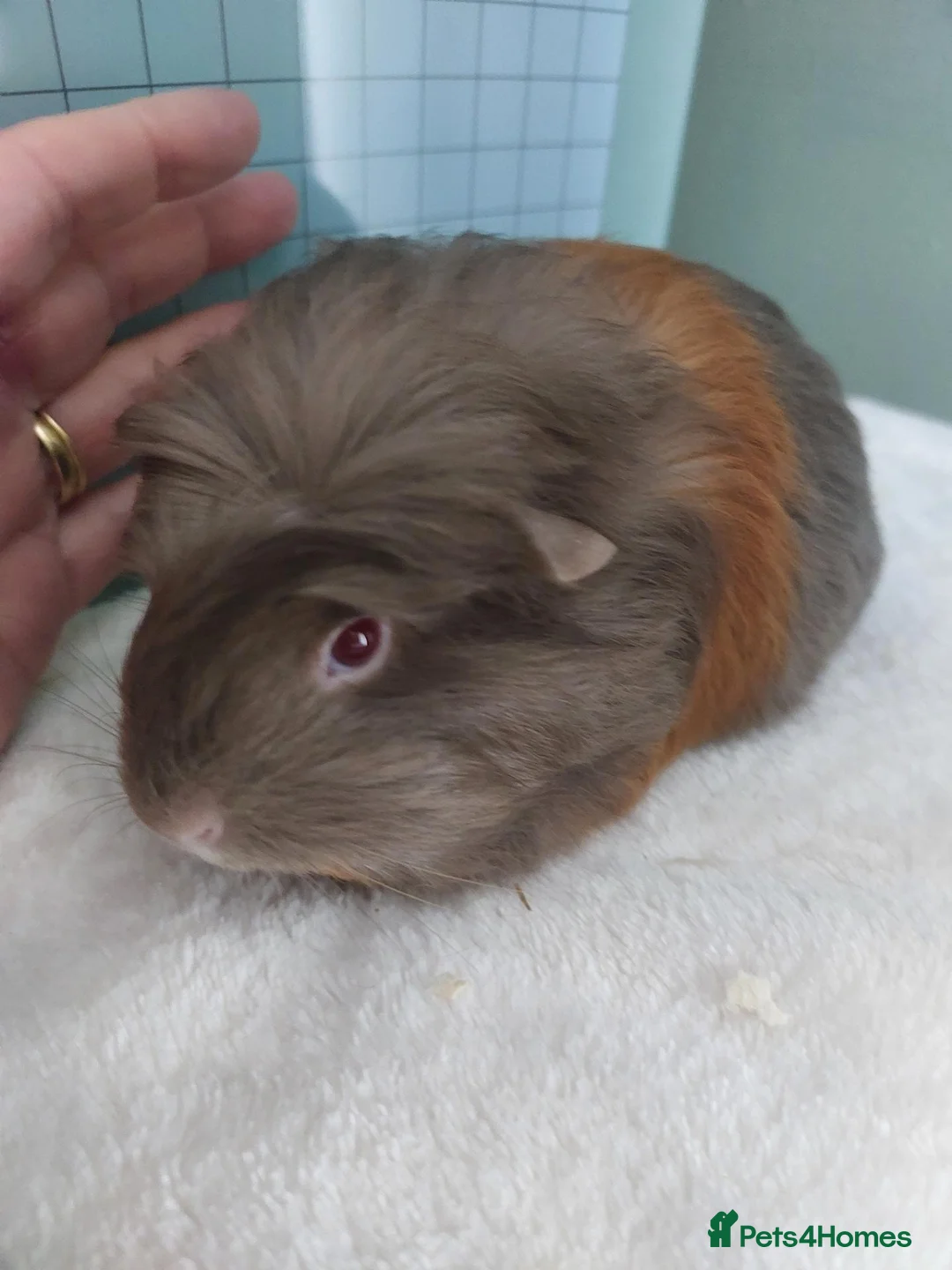 Guinea Pig rodents for sale: Female guinea pigs - Advert 2