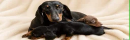 Miniature Dachshund dogs for sale: Top quality miniature dashound kc registered - Advert 1