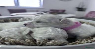 Bichon Frise dogs - Advert 2