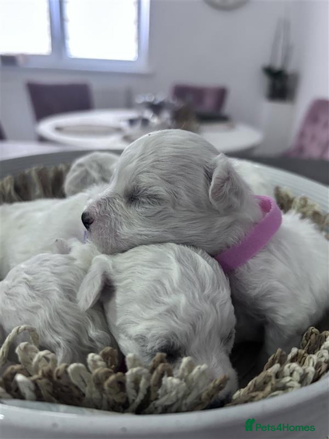 Bichon Frise dogs for sale: Bichon Frise - Image 2