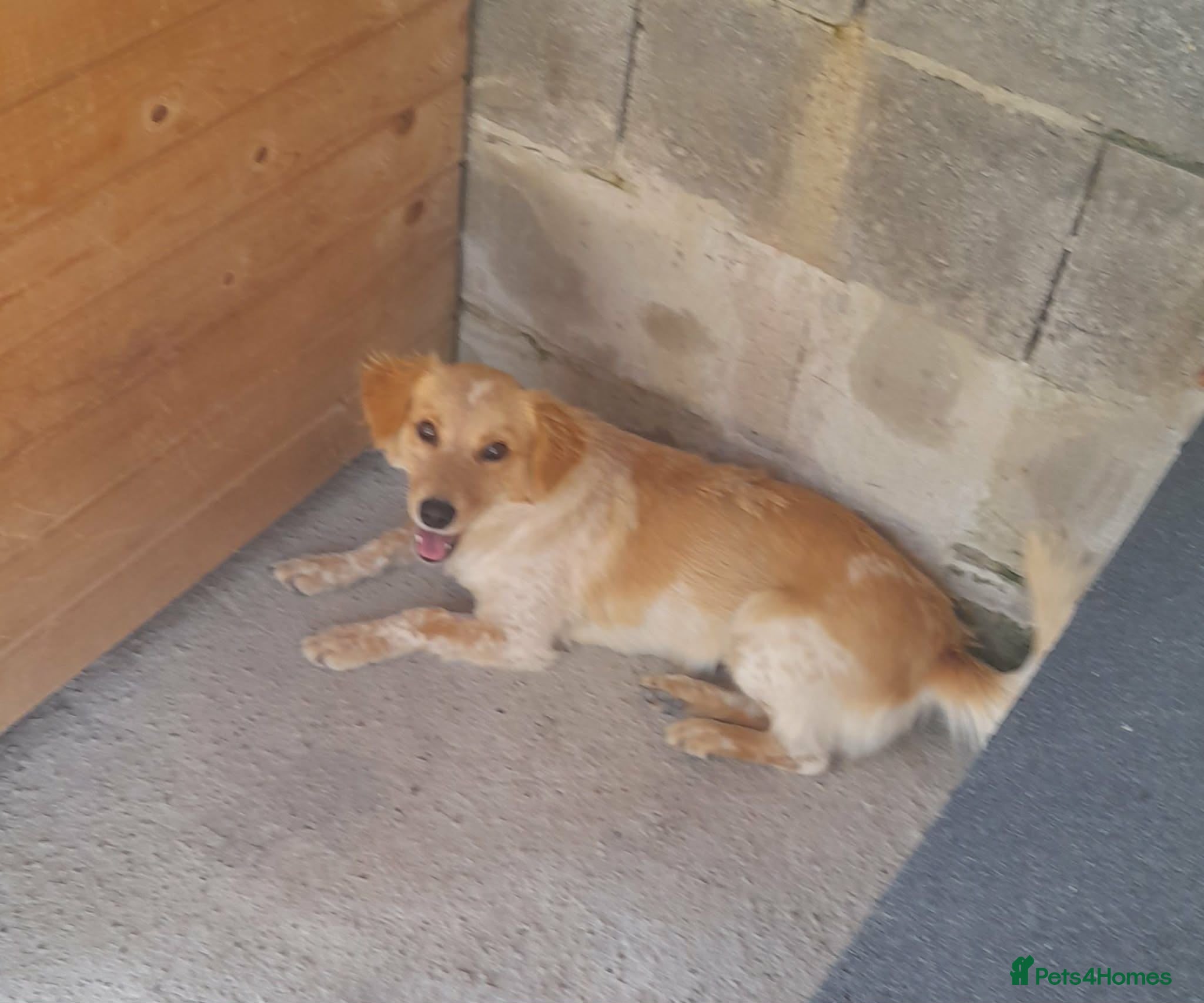 Mixed Breed dogs Sun, 1.5 yrs approx. Available for adoption. - Advert 1