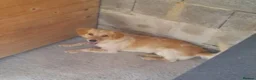 Mixed Breed dogs for adoption: Sun, 1.5 yrs approx. Available for adoption. - Advert 1