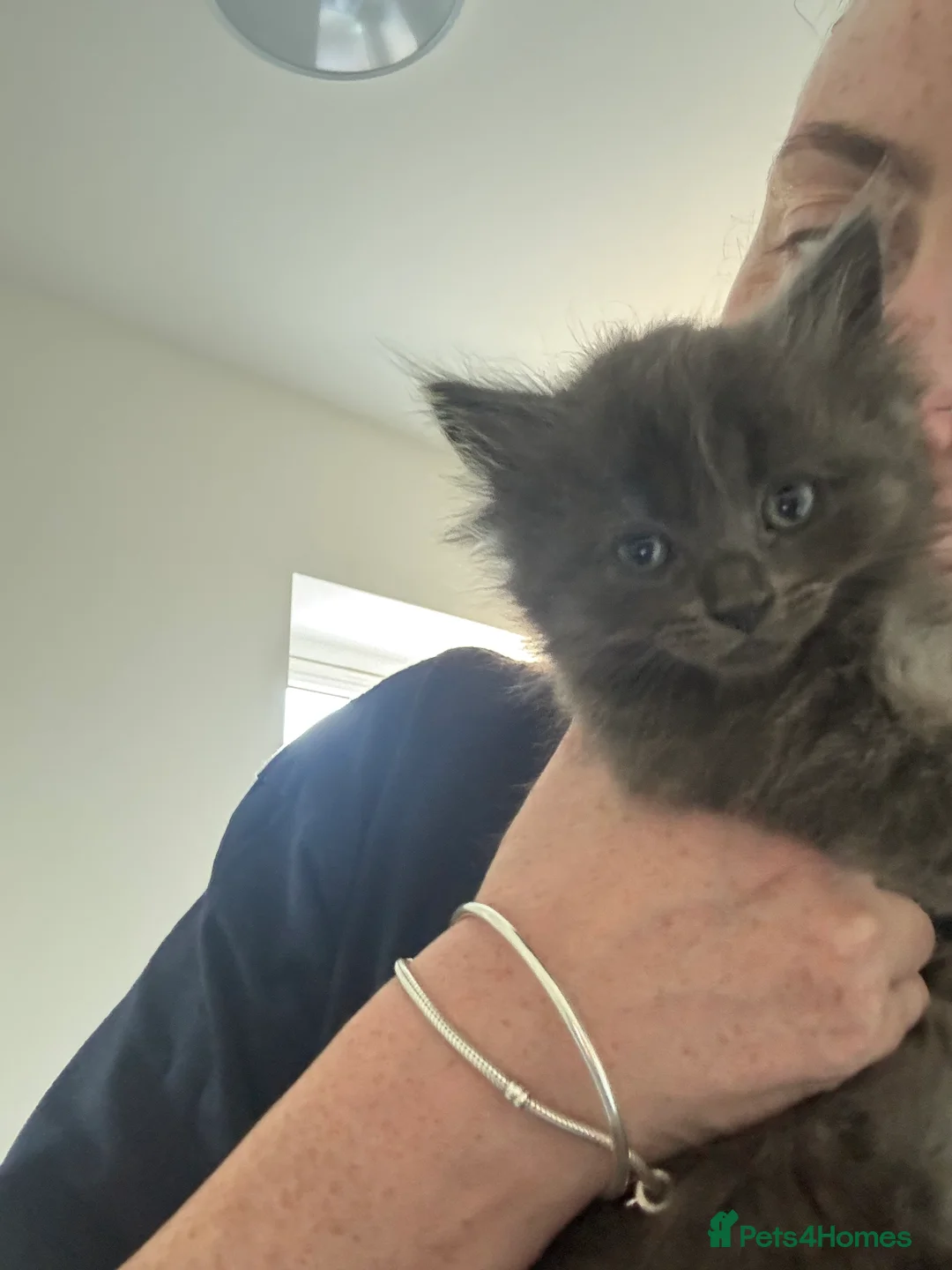Ragdoll cats for sale: Kittens - Advert 2
