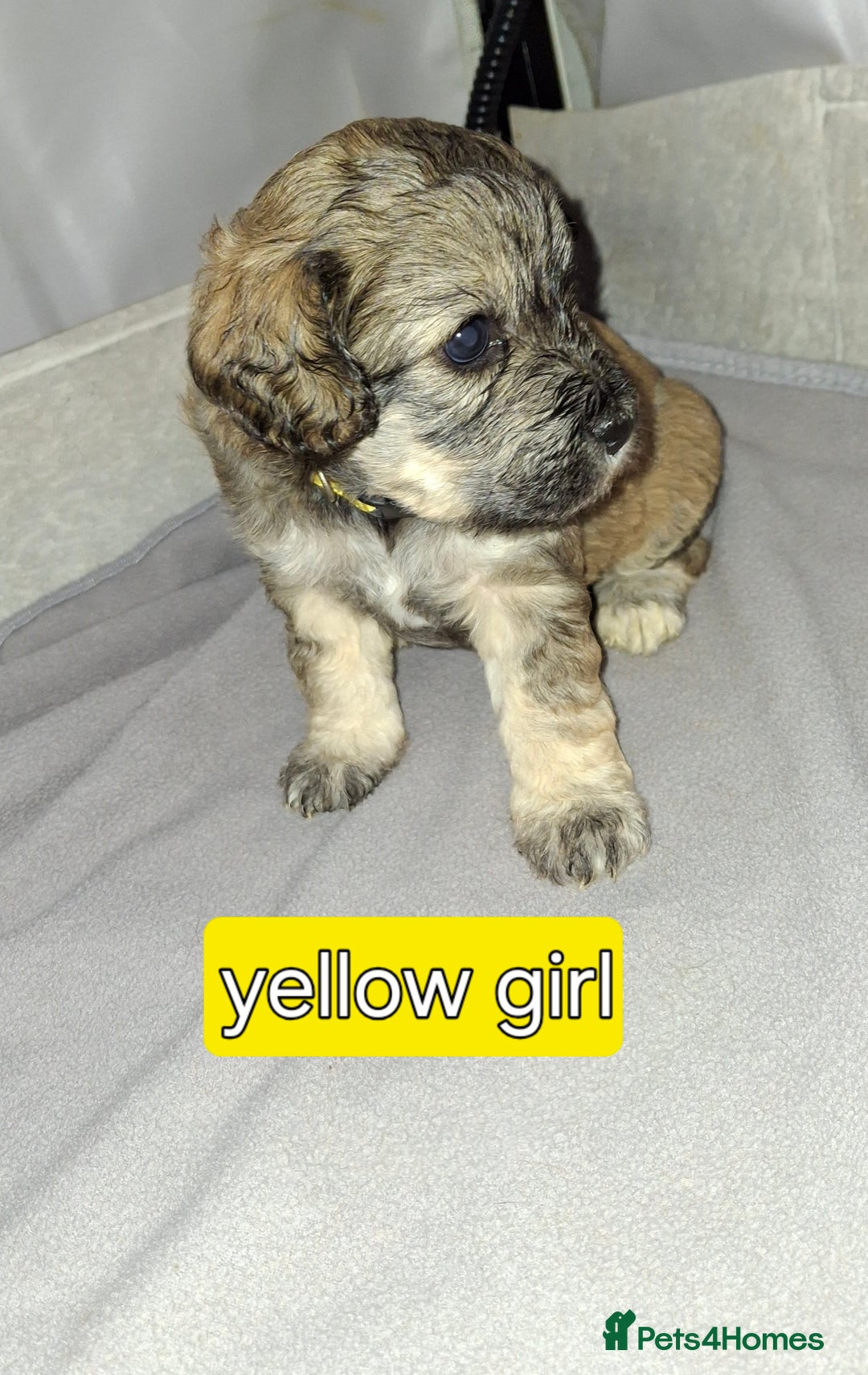 Cockapoo dogs for sale: F1 Cockerpoo puppies - Image 6