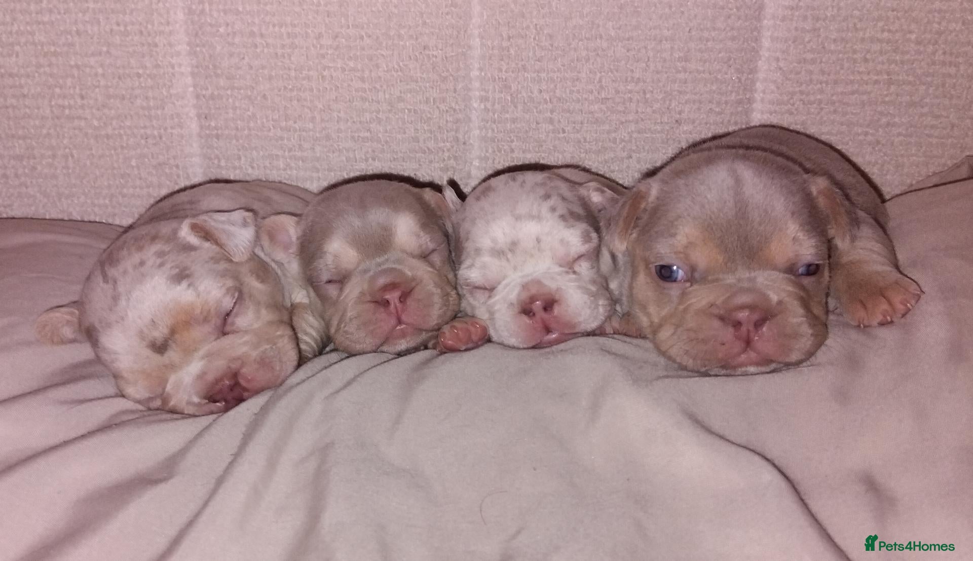 French Bulldog dogs for sale: 🐾 French Bulldogs Isabella Merle & New Shade 🐾 - Advert 22