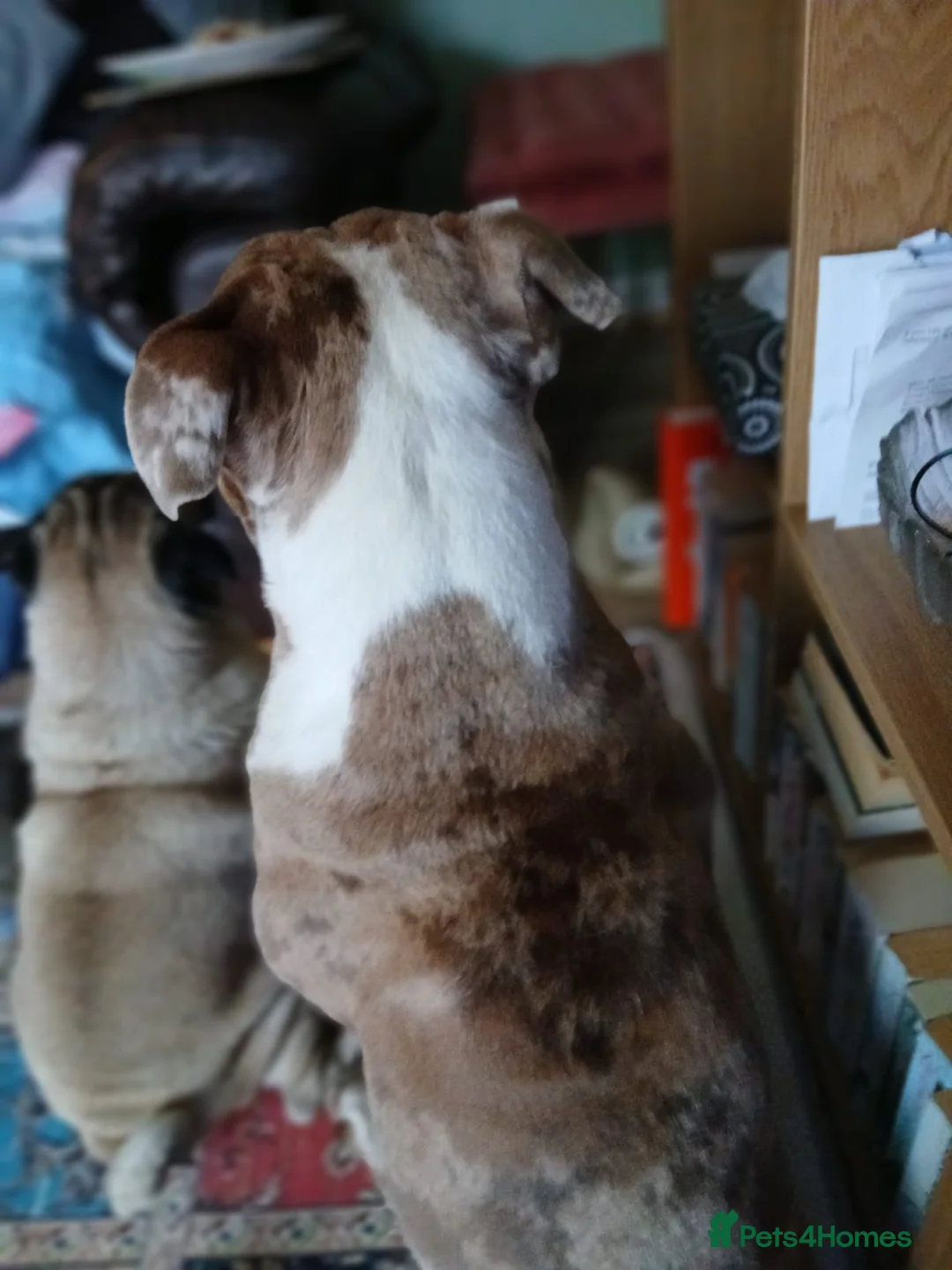 Olde English Bulldogge dogs for stud: Old English bulldog lilac Merle for stud  - Advert 3