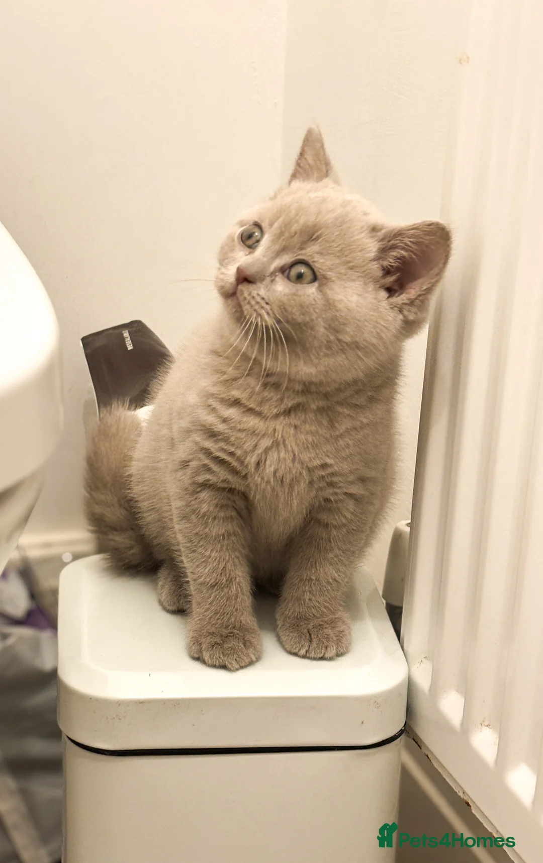 British Shorthair cats for sale: British shorthair and longhair  - Advert 6