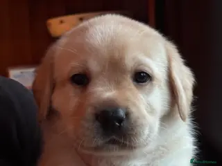 Labrador Retriever dogs Show Quality Yellow Labrador Puppies - Advert 1