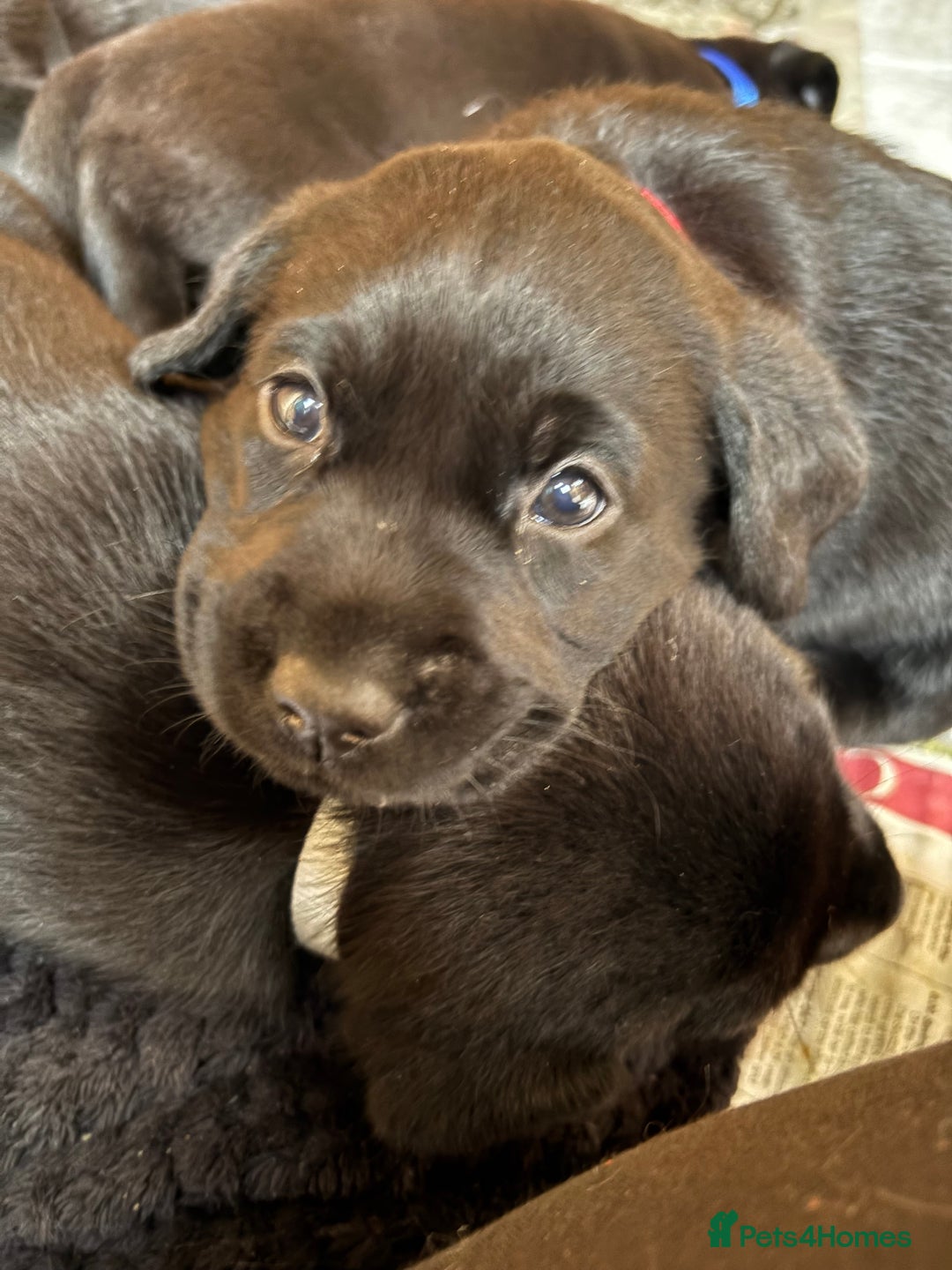 Labrador Retriever dogs for sale: Stunning Labrador KC Registered Puppies - Image 17