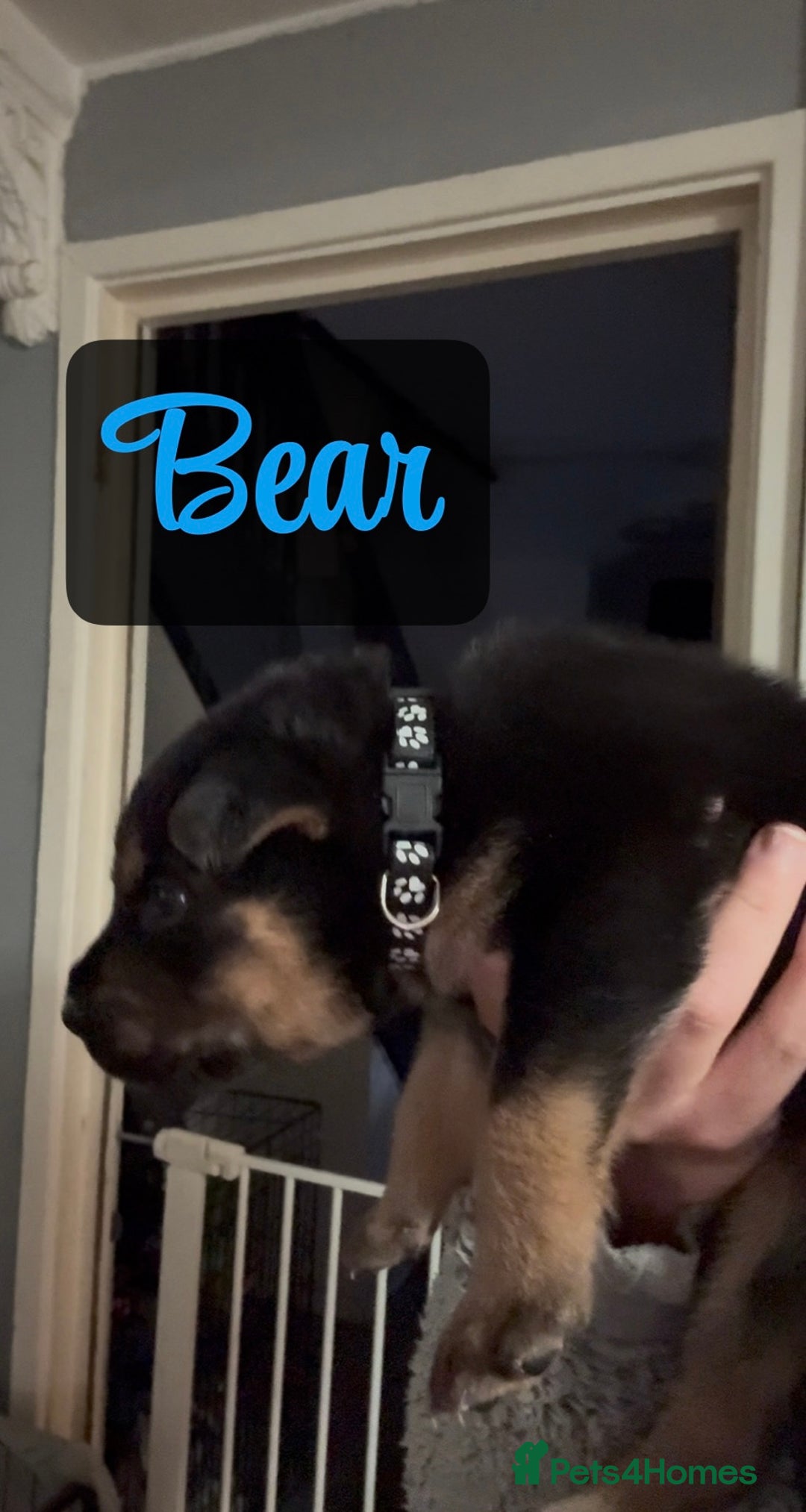 Shepsky dogs for sale: 9 beautiful Shepsky puppies in Doncaster - Advert 38