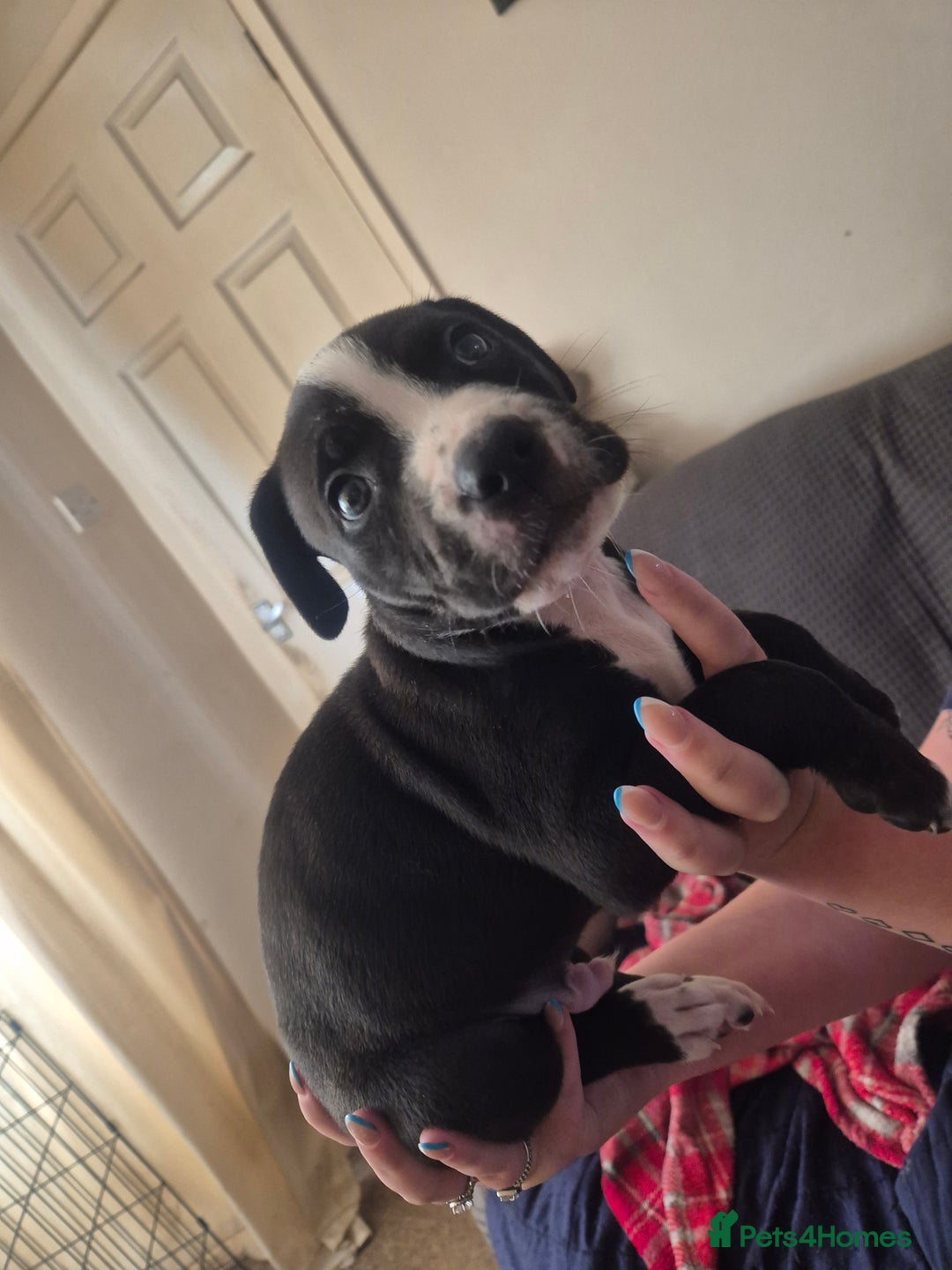 Mixed Breed dogs for sale: Litter of 7 beautiful puppies - Image 20