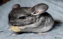 Chinchilla rodents for sale: Chinchilla babies. Ready to go in 2 weeks. - Advert 6