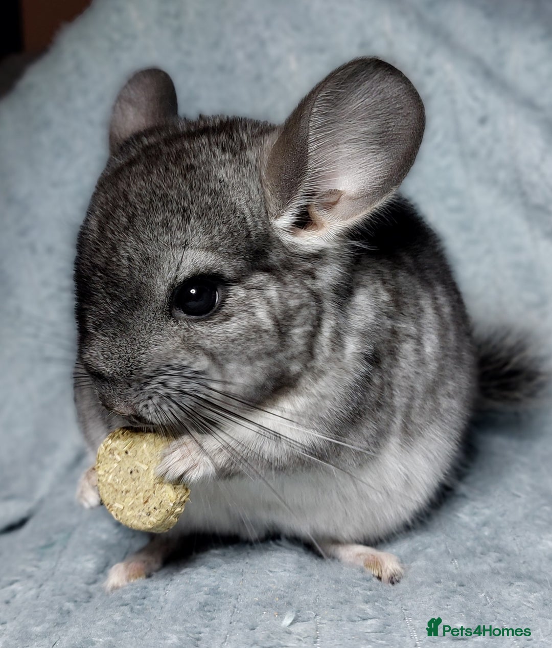 Chinchilla rodents for sale: Chinchilla babies. Ready to go in 2 weeks. - Advert 6