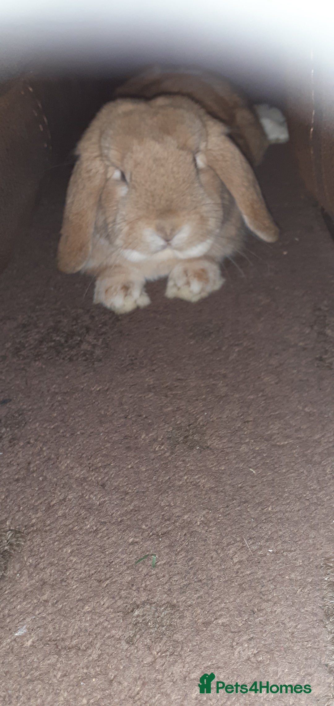 Mixed Breed rabbits for sale: Rabbits for sale  - Advert 9