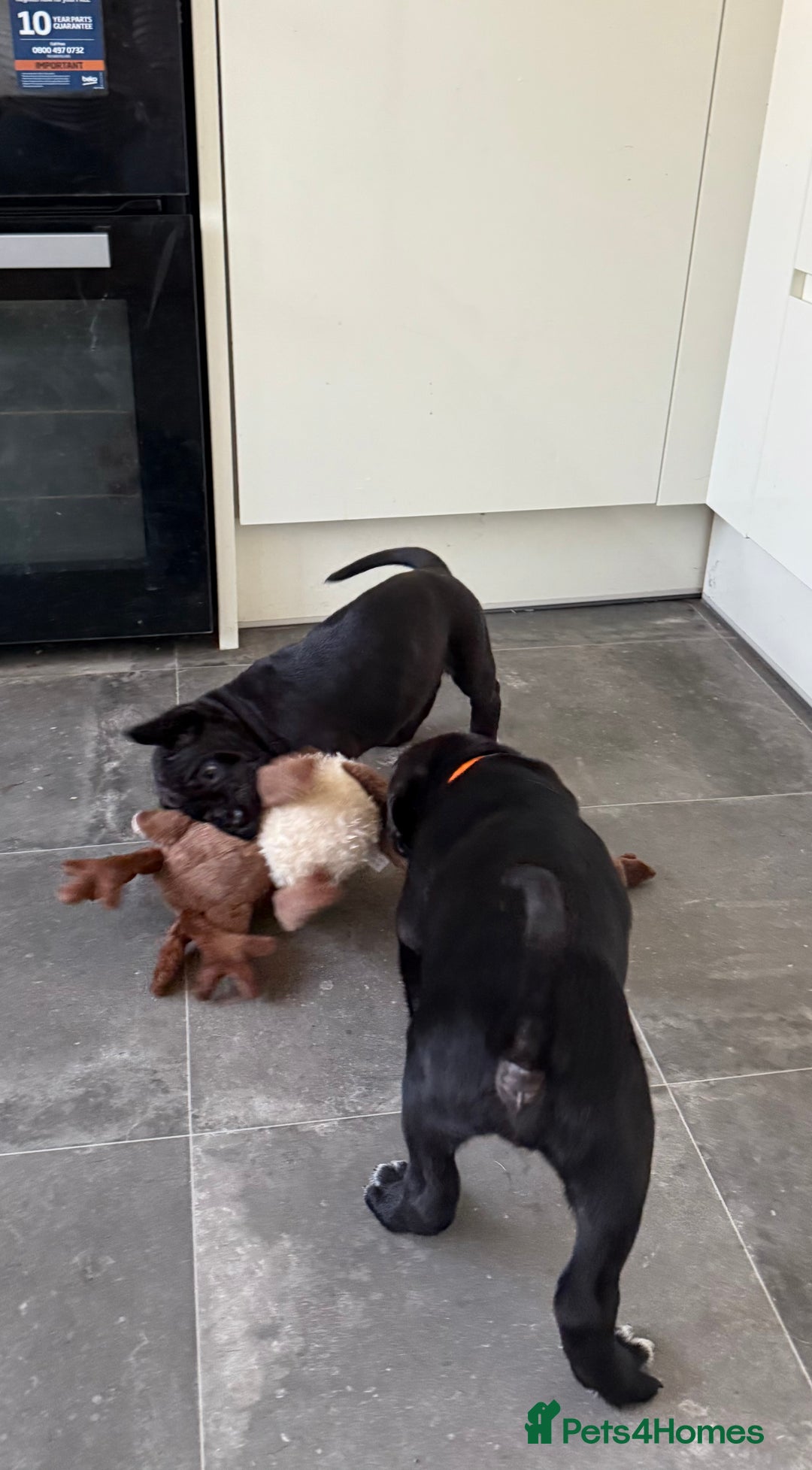 Cane Corso dogs for sale: Pure cane corso puppies  - Advert 11