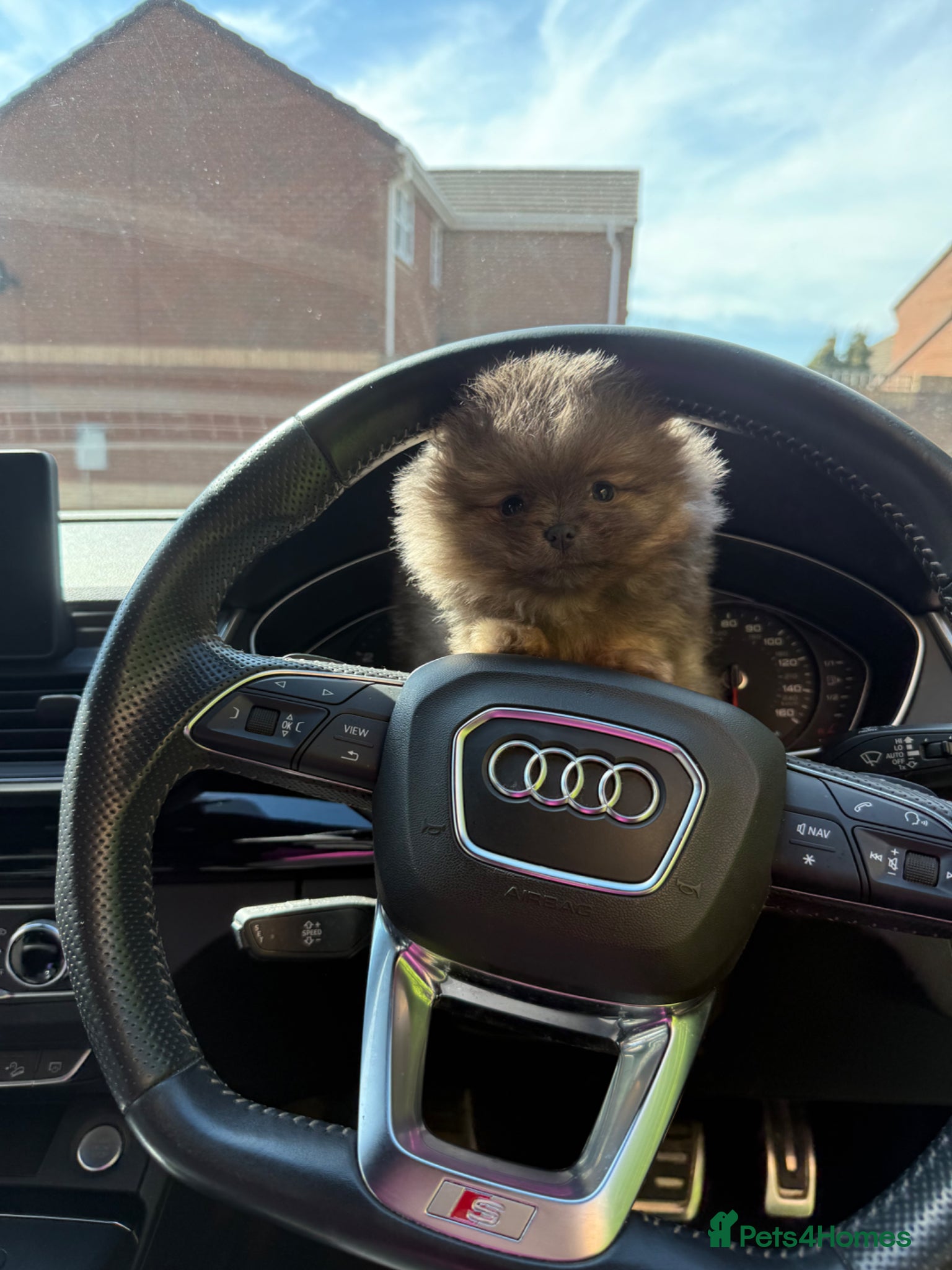 Pomeranian dogs Unique Blue and tan girl 💖 - Advert 4