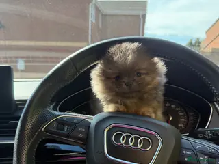 Pomeranian dogs Unique Blue and tan girl 💖 - Advert 4