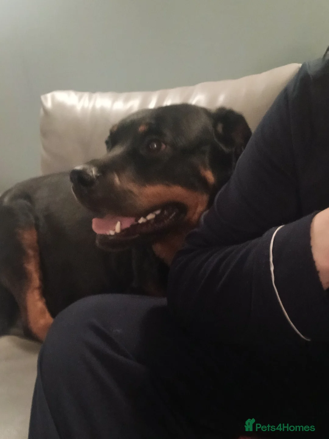 Rottweiler dogs for sale: Chunky Rottweiler puppies 🐶  - Advert 2