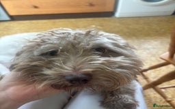 Mixed Breed dogs for sale: Archie - Image 5