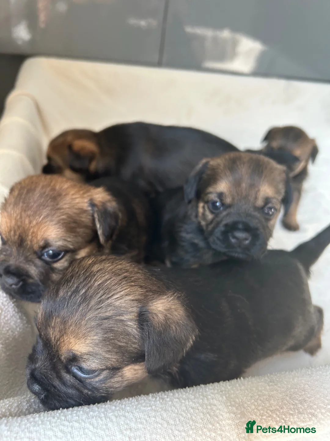 Border Terrier dogs for sale: Border terrier puppies in Ashford - Advert 2